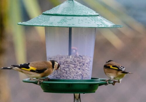 Kleine Helfer für die Vogelwelt: Was gehört in eine gut ausgestattete Futterstation?