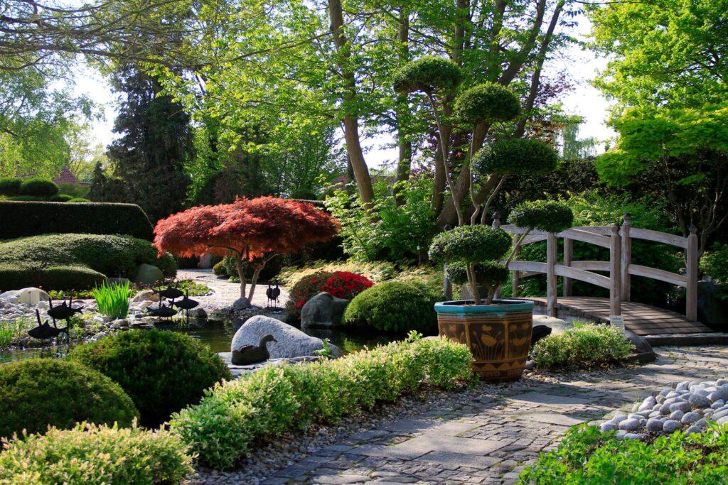 Japanisch inspirierter Garten mit gepflegten Buchsbaumkugeln, rotem Ahornbaum, einer dekorativen Steinfigur und einem kleinen Teich mit einer Holzbrücke im Hintergrund.