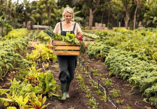 Startklar für den eigenen Garten: Die besten Gemüsesorten für Einsteiger