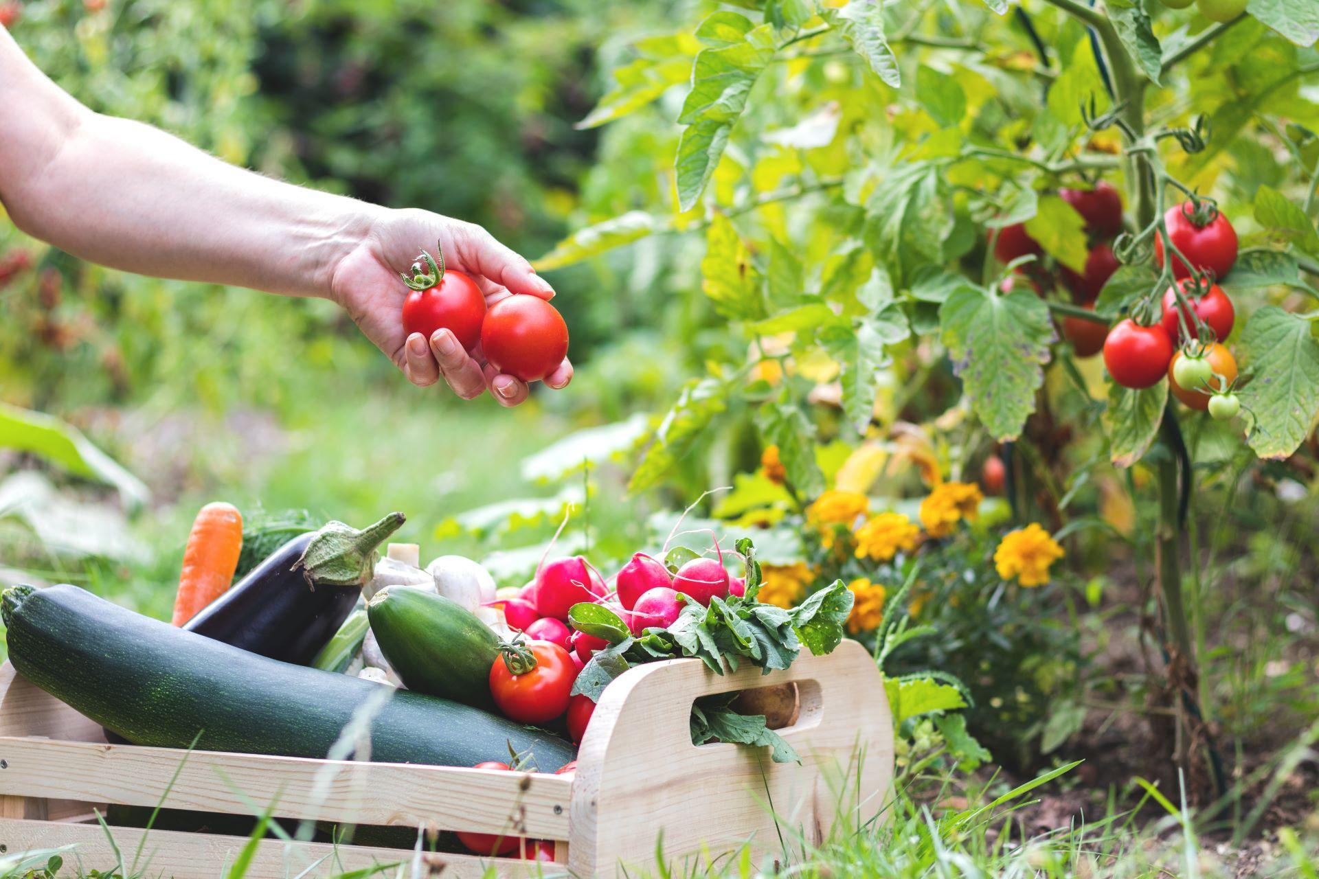 Nahaufnahme einer Hand, die eine frische Tomate pflückt; im Vordergrund liegt eine Kiste mit geerntetem Gemüse wie Zucchini, Karotten und Radieschen.