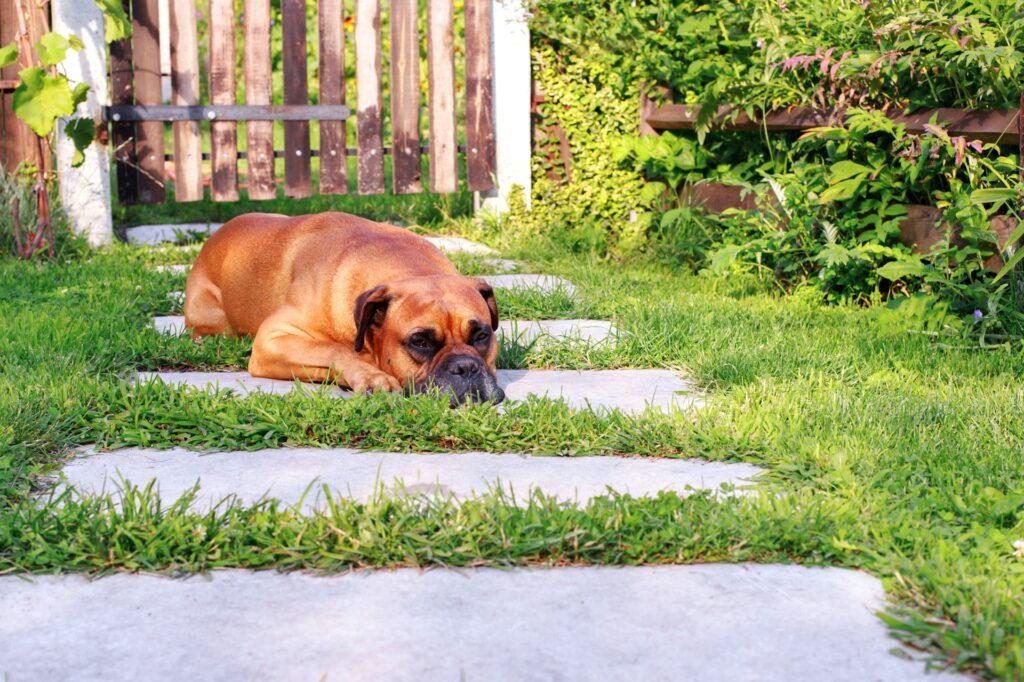 Hund ruht auf Gartenweg, was fuettere ich meinem Hund bei Niereninsuffizienz