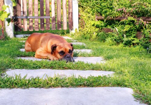 Hund trifft Hängematte: entspannte Ecken im Garten gestalten